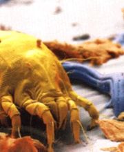 PB Schimmel / Peter Bäumer Logo