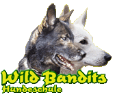 Zwei Hunde mit Schriftzug "Wild Bandits Hundeschule" in bunten Lettern.