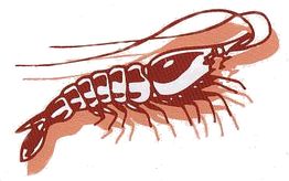 Illustration einer Garnele in stilisierten Rot- und Weißtönen auf weißem Hintergrund.