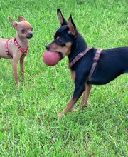 ...wir abrbeiten mit allen Hunden!