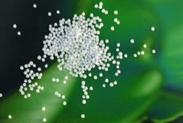 Weiße Kügelchen auf einem grünen Untergrund, unscharf.