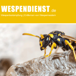 Nahaufnahme einer Wespe auf einem Nest mit gelbem Banner "WESPENDIENST.de" oben.