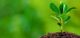 Pequena planta verde crescendo em solo escuro com fundo desfocado em tons de verde.