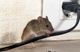 Mouse chewing on a black electrical cord near a wall outlet.