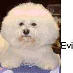 Weiße, flauschige Bichon-Frisé-Hündin sitzt auf einem Tisch, umgeben von unscharfem Hintergrund.