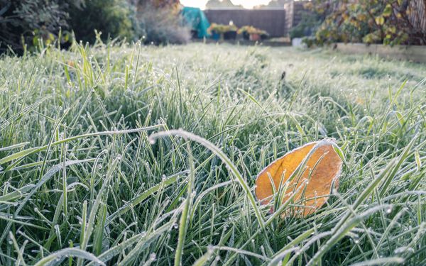 Auf dem Rasen eines Gartens hat sich Frost gebildet und es liegt ein herbstlich gefärbtes Blatt darauf.
