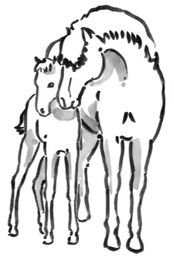 Strichzeichnung eines Pferdes mit Fohlen, die sich aneinander schmiegen.