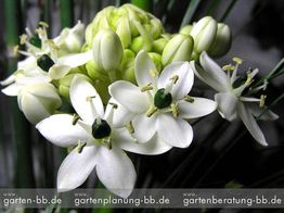 Weiße Blüten mit grünen Staubgefäßen, umgeben von hellgrünen Knospen und dunklen Blättern.