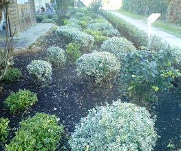 Garten / nachher