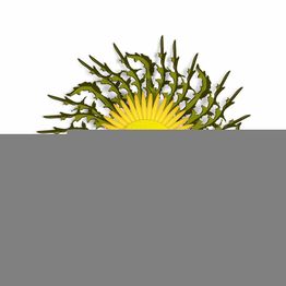 Girasol amarillo parcialmente cubierto en la parte inferior. Fondo blanco.