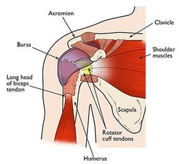 Diagram of shoulder anatomy showing muscles, tendons, and bones like scapula and humerus.