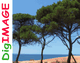 Kiefern am Strand mit blauem Himmel und Meer im Hintergrund. Grafik mit Schriftzug "DigIMAGE".