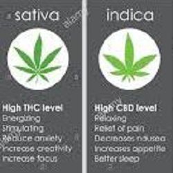 Comparison of sativa and indica cannabis benefits, with THC and CBD levels highlighted.