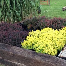Colorful garden with green, yellow, and red plants bordered by wooden beams.