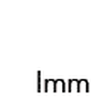 Thilo Rose Hausverwaltung & Beratung Logo