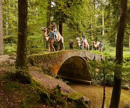 Menschen führen Lamas über eine alte Steinbrücke im Wald.