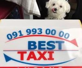 Ein kleiner weißer Hund hinter einem Schild mit der Aufschrift "BEST TAXI LUGANO".