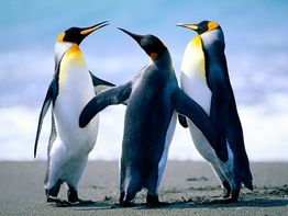 Three penguins interacting on a sandy beach with the ocean in the background.