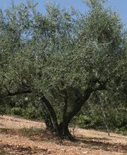 Olivenbaum