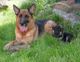 Deutscher Schäferhund und Welpe im Gras, entspannt in einem Garten liegend.