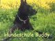 Schwarzer Hund liegt im Gras vor gelbem Blumenfeld, Text: "Hundeschule Buddy".