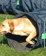 Spielerisch lernen ohne Zwang,hift dem Hund, Frau oder Mann!