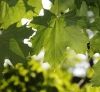 Grüne Blätter im Sonnenlicht, durch die sanftes Licht fällt.