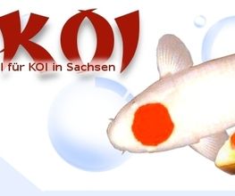 Koi Vogtland