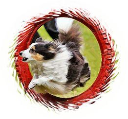 Ein Hund springt durch einen roten Reifen auf einer grünen Wiese.