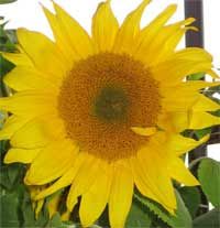 Gelbe Sonnenblume mit grünen Blättern vor einem verschwommenen Hintergrund.