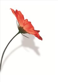 Rode bloem met lange steel tegen witte achtergrond, schaduw zichtbaar.