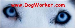 Nahaufnahme von Huskys Augen, darüber rote Schrift: "www.DogWorker.com".