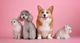 Two cats and two dogs sitting together against a pink background.