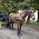 Brown horse with blinders pulling a black carriage with yellow wheels on a cobblestone path.