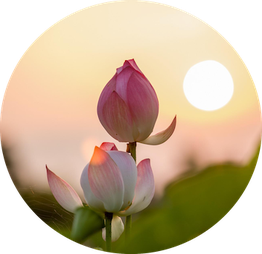 Fleurs de lotus roses au coucher du soleil avec ciel pastel et soleil en arrière-plan.