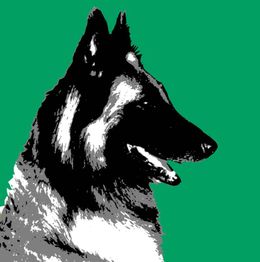 Ein belgischer Schäferhund im Profil vor grünem Hintergrund, in Pop-Art-Stil dargestellt.