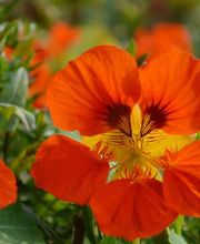 Lebensberatung, Morphisches Feld Lesen Birgit Golling Logo