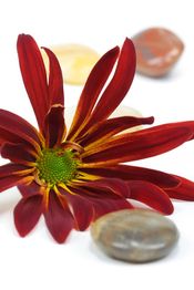 Rote Blume mit gelbem Zentrum, umgeben von glatten, bunten Steinen auf weißem Hintergrund.