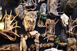 A collection of animal trophies and antlers displayed on a dark wall background.