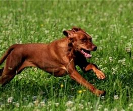 Hundeschule Trail and Learn Logo