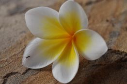 Weiße Frangipani-Blüte mit gelbem Zentrum und Ameise auf einem rustikalen Hintergrund.