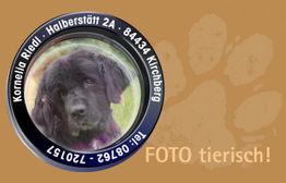 Brauner Hintergrund mit Hundefoto im Objektiv und Text: "FOTO tierisch!" und Kontaktdaten.