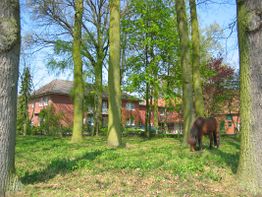Rotes Haus hinter Bäumen mit grünem Moos, ein Pony grast im Vordergrund.