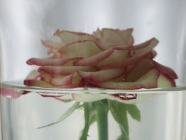 Rose in einem Glas mit Wasser, Nahaufnahme, weiche Farben und verschwommener Hintergrund.