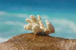 Ein weißer Korallenast auf einem Felsen vor einem verschwommenen blauen Meeres- und Himmelshintergrund.