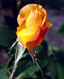 Orange-gelbe Rose mit einem Marienkäfer auf dem Stiel, grünem Hintergrund.