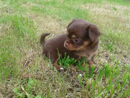Un cachorro marrón sentado en el césped, mirando hacia un lado.