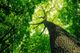 Looking up at a tall tree with a textured trunk surrounded by lush green leaves.