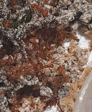 Rote Ameisen krabbeln über ein zerklüftetes, moosiges Nest auf einem weißen Untergrund.