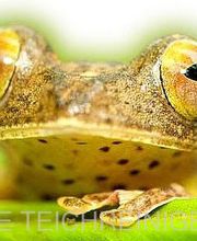 Die Teichreiniger Logo